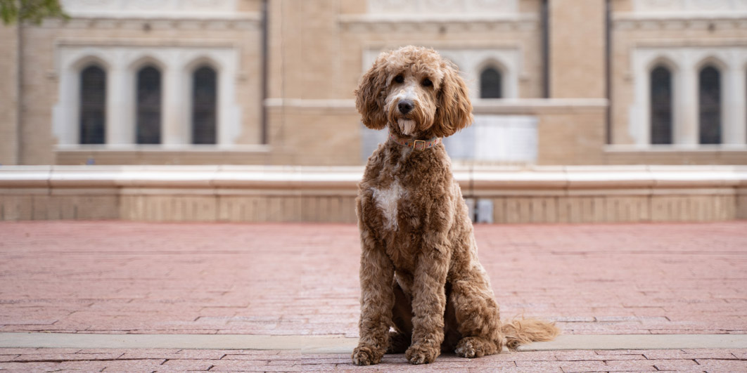 Goldendoodle Association of North America