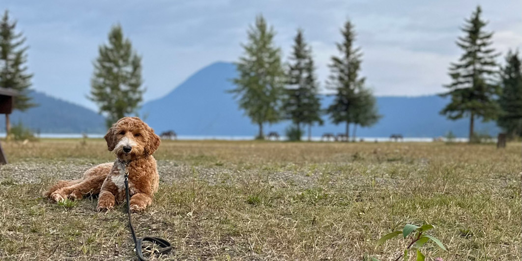 Goldendoodle Association of North America