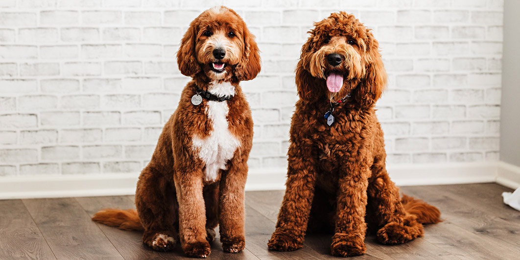 Goldendoodle Association of North America