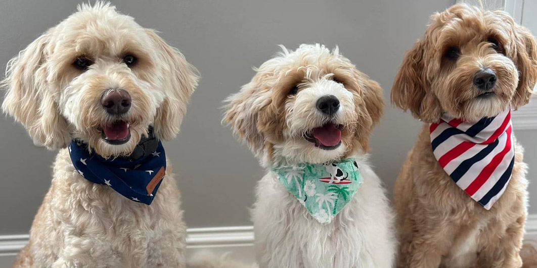 Goldendoodle Association of North America