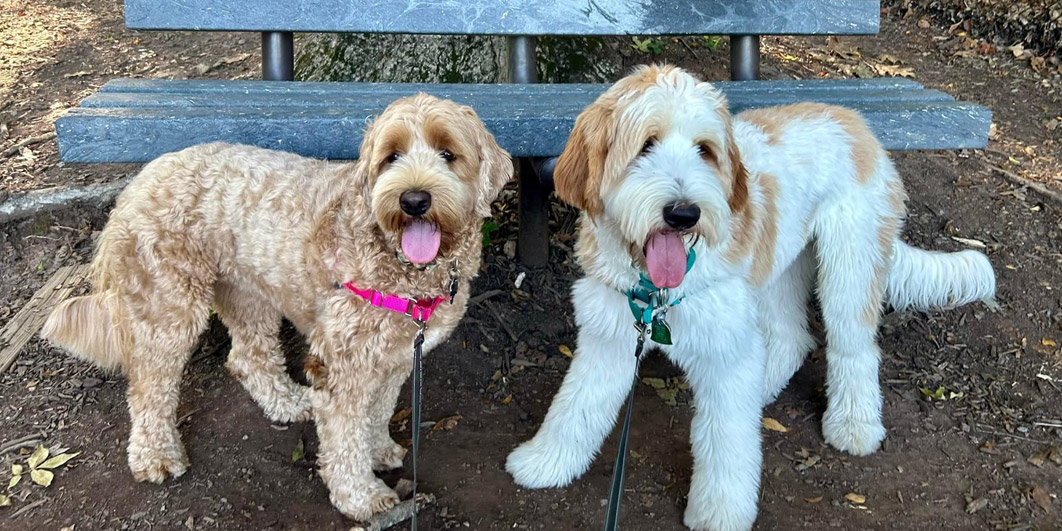 Goldendoodle Association of North America