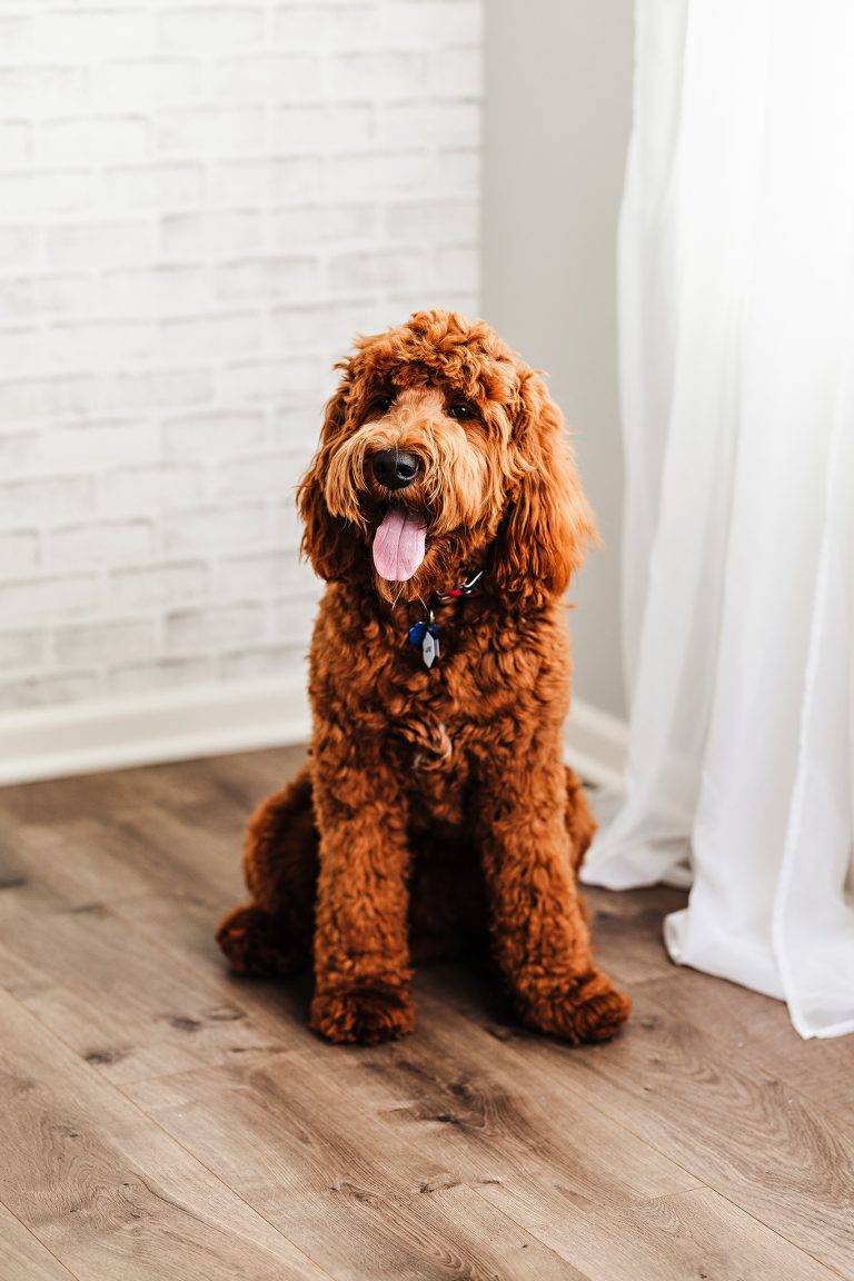 realdoodle