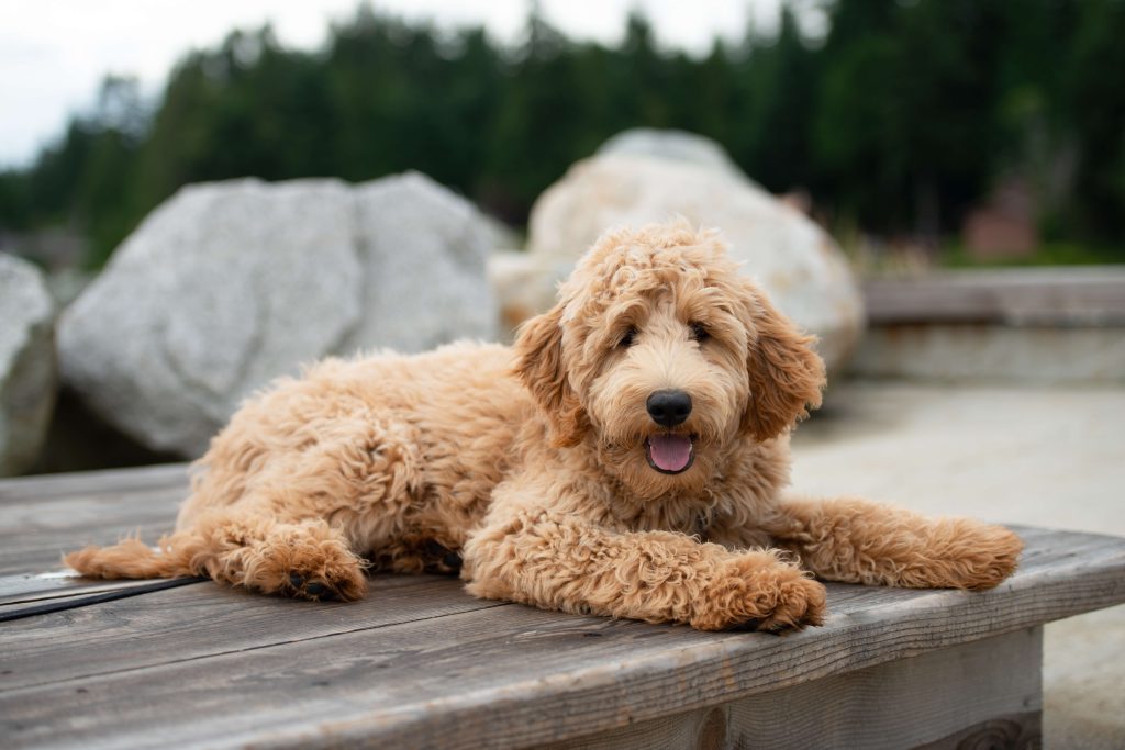 Goldendoodle Appearance Goldendoodle Association of North America