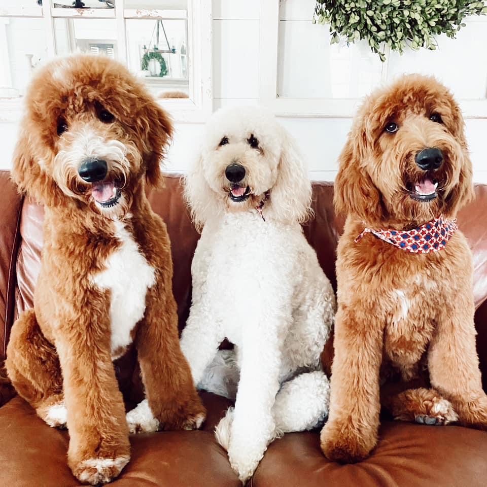 Goldendoodle puppy fur outlet