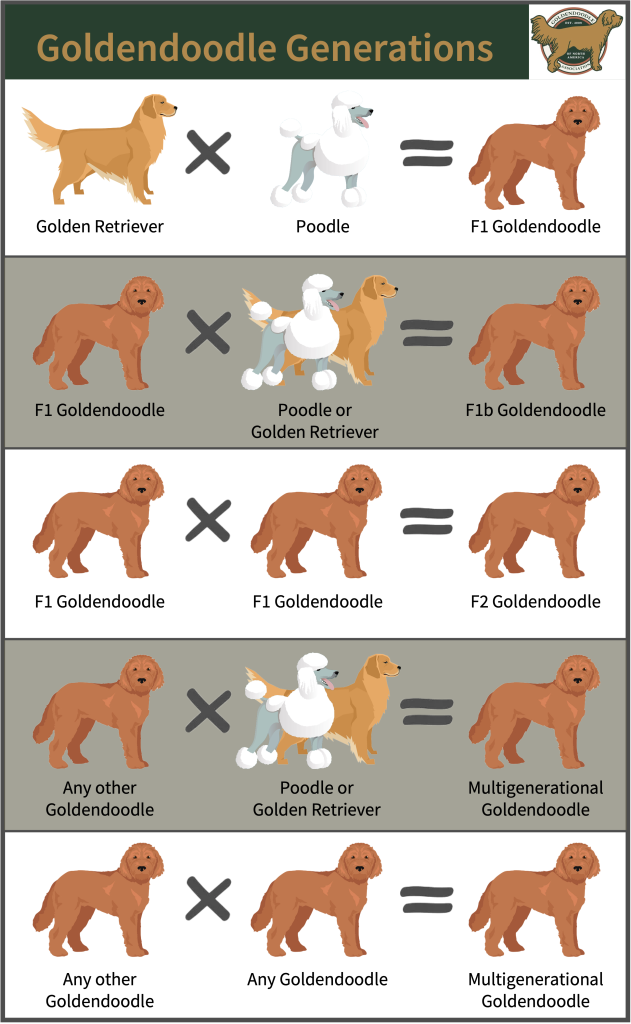 Goldendoodle generations represented by visual aids: F1, F1b, F2, and mutligenerational goldendoodles