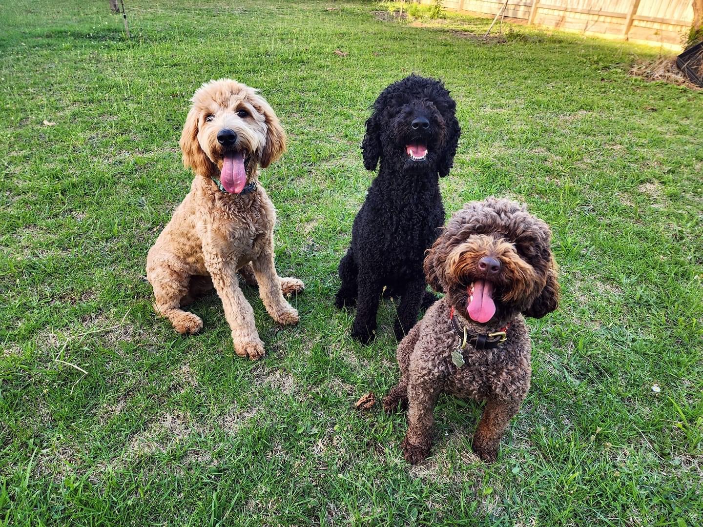 Do Goldendoodles Change Color Do Goldendoodles Change Color