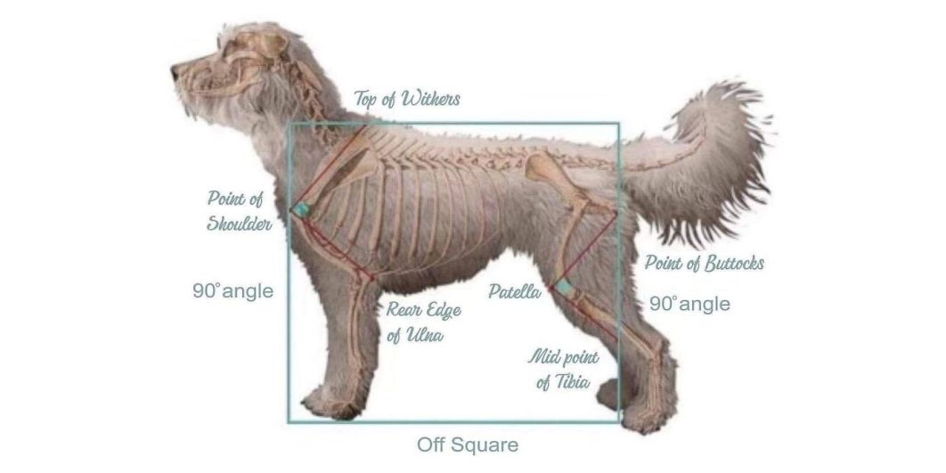 Breed standard image for the goldendoodle.