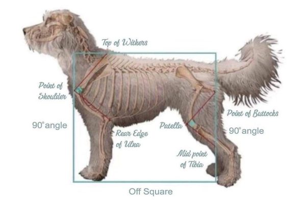 Breed standard image for the goldendoodle.