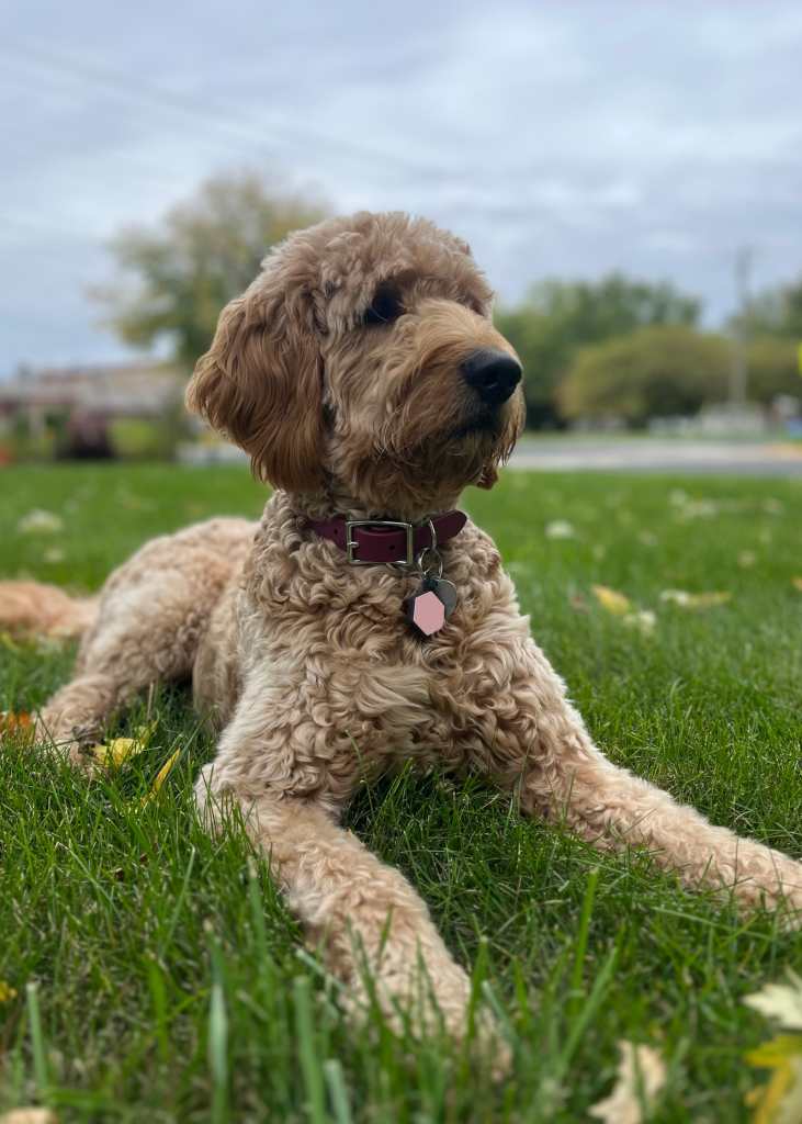 Goldendoodle short hair shop